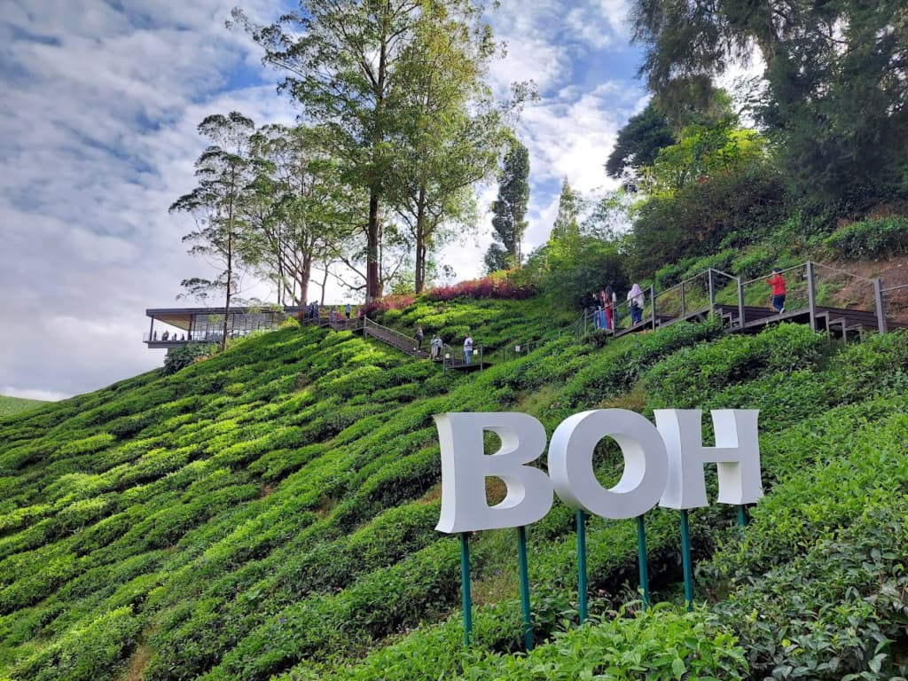 10 Interesting Place in Cameron Highlands Tours 2024 malaysia boh tea garden