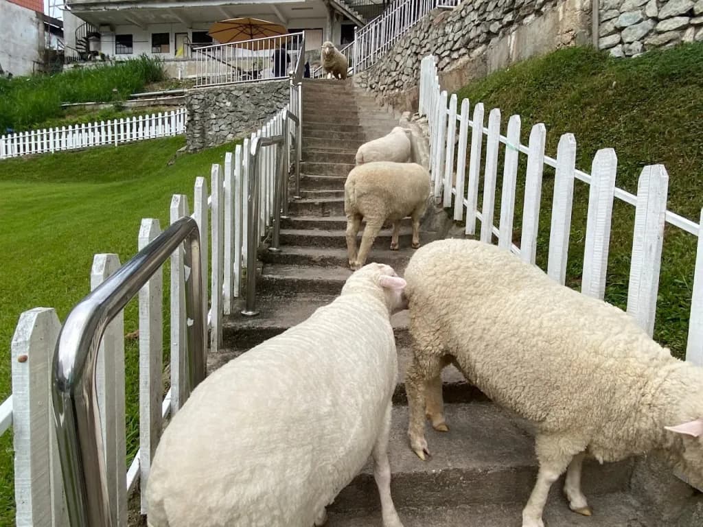 10 Interesting Place in Cameron Highlands Tours 2024 malaysia The Sheep Sanctuary